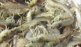 对虾养殖爆料怎么做视频,视频带你探秘对虾养殖全过程