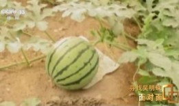 西藏网红吃瓜入口