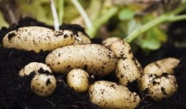 没有钱1在线观看土豆,揭秘贫困生活背后的感人故事