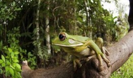 口水蛙吃瓜视频免费观看