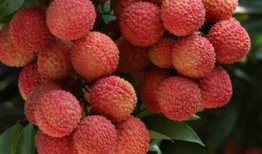 爆料老挝山楂的视频大全,视频大全带你领略神秘果实的魅力