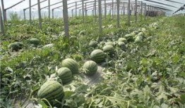 东北网红吃瓜群众事件真相,揭秘背后真相与争议