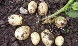 没有钱1在线观看土豆,揭秘贫困生活背后的感人故事