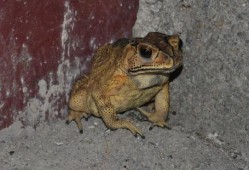 口水蛙吃瓜视频免费观看