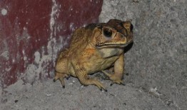 口水蛙吃瓜视频免费观看