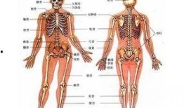 人体模型最新爆料图解说,科技与艺术的完美融合