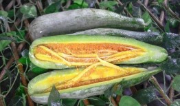 西藏网红吃瓜入口