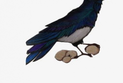 乌鸦最新爆料图片高清,高清图片揭示惊人内幕