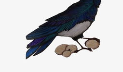 乌鸦最新爆料图片高清,高清图片揭示惊人内幕